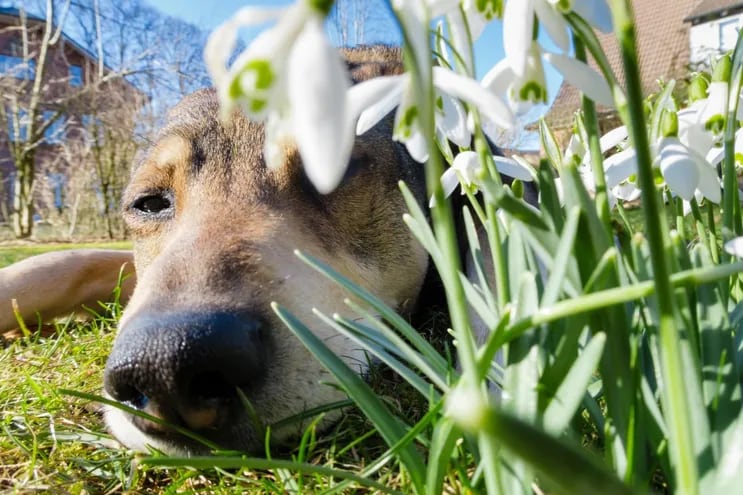 La alergia al polen es una de las más comunes en los caninos.