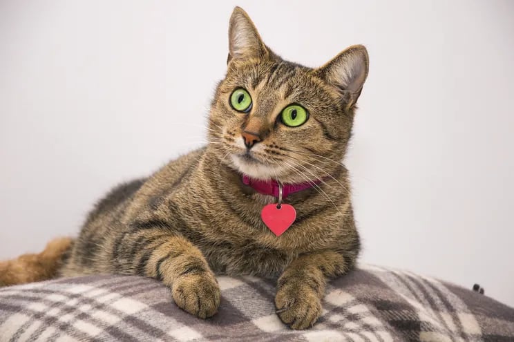 Un gato gris de ojos verdes con un collar fucsia y una placa identificatoria.