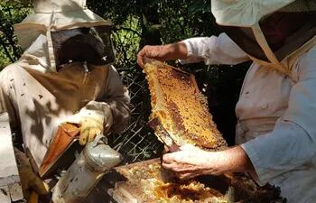 Varios apicultores de Ayolas se capacitaron para mejorar la producción de miel y de esa manera contar con una nueva fuente de ingresos.