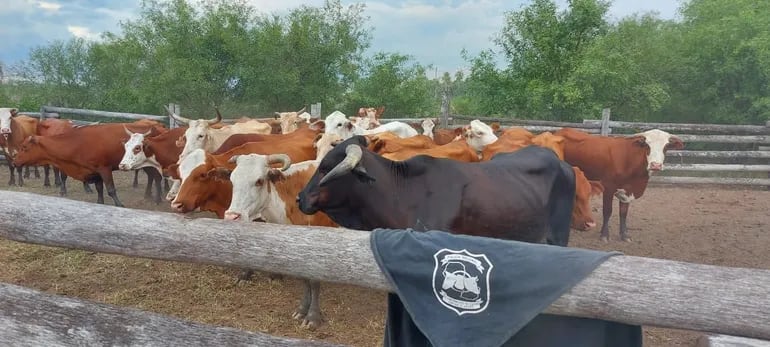 Los animales recuperados -41 vacas preñadas y 1 toro-, todos de la raza bradford, fueron entregados de nuevo a su dueño.
