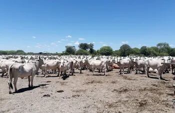 En el departamento de Alto Paraguay  existen grandes establecimientos ganaderos.