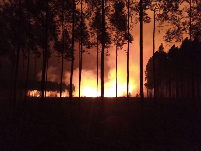 Incendio de pastizal y eucaliptal en la propiedad de Elva Duarte de Isla Yobai de San Juan Nepomuceno.
