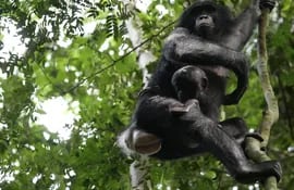 Dos ejemplares de bonobo en Kokolopori Bonobo Reserve (Democratic Republic of Congo). Un equipo internacional de investigadores ha hecho el seguimiento focal y comparativo más completo hasta la fecha de un grupo de bonobos y chimpancés, descubriendo que los machos bonobos son más agresivos de lo que se pensaba.
