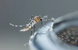 Aedes aegypti, mosquito transmisor del dengue, zica y chicunguña.