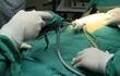 experto-dice-que-mayoria-de-cirugias-se-pueden-realizar-a-traves-de-laparoscopia--222210000000-1613345.jpg