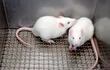 Dos ratas blancas de laboratorio