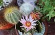 nair-molinas-de-belli-es-cultivadora-de-cactus-y-suculentas-desde-hace-varios-anos-ademas-de-su-profesion-estar-en-contacto-con-estas-plantas-es-la-195723000000-1723014.jpg