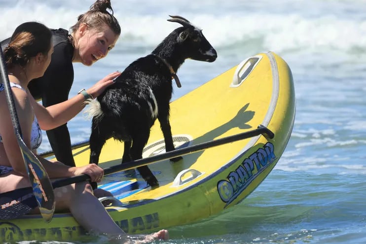 Elizabeth French, 25, y Rebekah Abern, 41, surfean con Chupacabrah mientras toman clases de sufeo en Pismo Beach, California,
