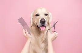 Tu perro se merece el mejor servicio de peluquería.