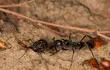 Las hormigas pueden aprender a oler las células humanas cancerígenas.