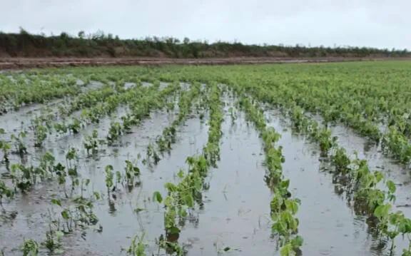 Un campo de cultivo de soja quedó inundado a raíz de la lluvia, al sur de Alto Paraná.