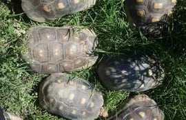 Las tortugas "patas rojas" están dentro de un programa de conservación de la especie, ya que algunas zonas del Gran Chaco no poseen ningún ejemplar.