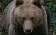 Las autoridades de Japón han comenzado a ofrecer subsidios e incentivos económicos para la caza de osos en el país, ante el incremento sin precedentes de ataques de estos animales a personas en los últimos meses, especialmente en el norte del país.