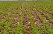 variedades-de-soja-paraguaya-resistentes-a-la-roya-83344000000-1610300.JPG