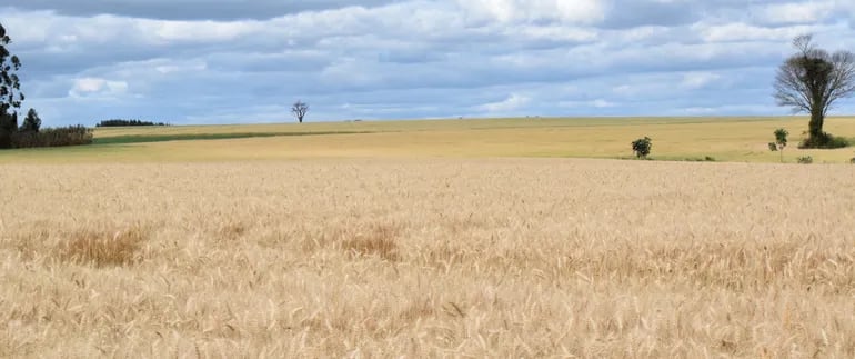 Una de las  plantaciones de  trigo en etapa de cosecha que se pueden observar en esta temporada en Fram.