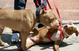 los-perros-de-la-raza-pitbull-son-considerados-altamente-peligrosos-para-tenerlos-de-mascota-debido-a-su-agresividad--223058000000-1452672.jpg