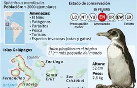 Pingüino de Galápagos.