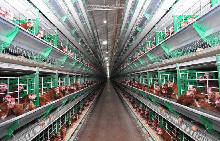 Se estima en US$ 130 millones el movimiento para este año en el sector de producción de huevos.