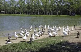 1/Al agua
Los gansos de Humberto Rubin están a sus anchas en el área circundante de una de las lagunas del Parque Ñu Guasu.