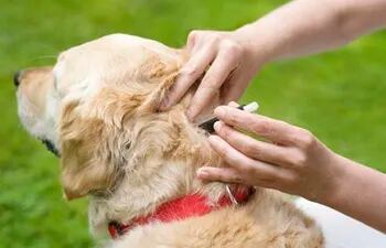 Cuidado, así como para los humanos una picadura de avispa puede causar reacciones en un perro, que como consecuencia tiene hinchazón en la cara o en otras partes y respira con dificultad. Este es un caso de observación y de cuidado, y si no mejora hay que llevarlo al veterinario.
