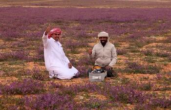 Mohamed Al Mutairi, un profesor jubilado, viajó más de seis horas para observar cómo el desierto se volvió morado tras las abundantes lluvias que favorecieron el crecimiento de flores de este color, un espectáculo excepcional en el noreste de Arabia Saudita.