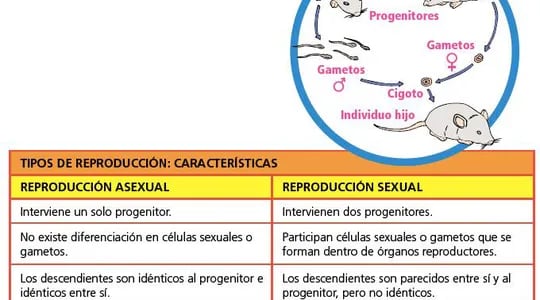 reproduccion asexual en humanos