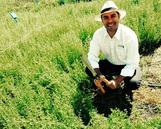 El Ing. Agr. Javier Villalba trabaja hace años con el cultivo de orégano, y explica que puede dejar buenos dividendos al productor.