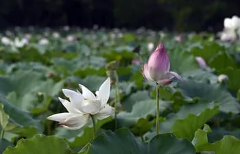 La "isla de Taiwán" en el parque Ñu Guasu presenta un verdadero estallido de lotos en flor.