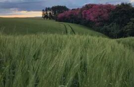 Con las últimas lluvias, se espera un mejor desarrollo de los cultivos de trigo.