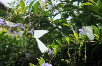 las-mariposas-blancas-invadieron-los-jardines-de-las-casas-de-pilar--200921000000-1674913.jpg