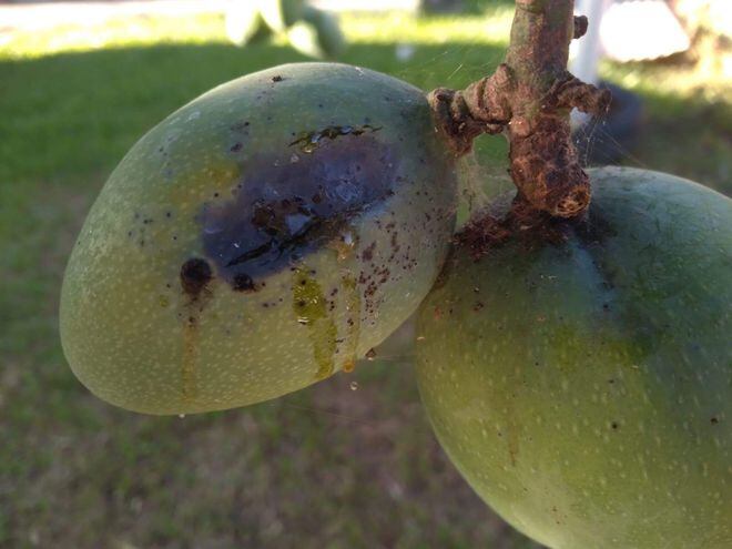 Experto insta a enterrar los mangos enfermos para mitigar la proliferación de la mosca de la fruta.