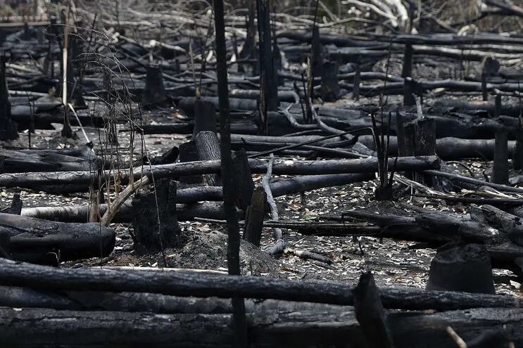 Detalle de arboles quemados en la selva amazónica, este miércoles cerca de la ciudad de Apuí, al sur del estado de Amazonas, Brasil.
