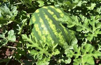 buena-cosecha-de-sandia-y-melon-111300000000-1530740.jpg