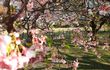 Los cerezos de La Paz están comenzando a florecer. Pronto se verán en todo su esplendor, como en esta foto de archivo.