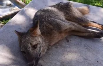 Defensa Animal rescató a un zorro herido en el barrio Rincón del Peñón de Limpio.
