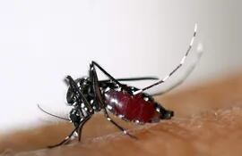 El combate más eficaz contra el dengue es la destrucción de los potenciales criaderos del mosquito transmisor (Photo by EID Mediterranee / AFP)