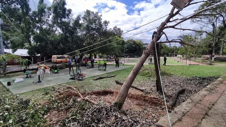 Intentan recuperar árboles caídos durante el último temporal, en Areguá.