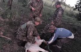 El torito encontrado a unos 5 kilómetros ubicado del campo comunal de donde desapareció