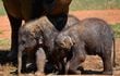 Los bebés de elefantes, gemelos, caminan junto a su madre. Este nacimiento es inusual.