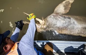 Un veterinario mientras toma muestras de un delfín rosado muerto en Puerto Nariño, en el Amazonas colombiano.