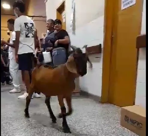 Una cabra paseando por los pasillos del hospital de Ñemby.