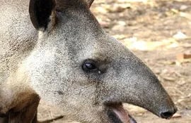 tapir-202012000000-578188.jpg