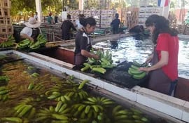 Minucioso proceso de selección de banana para la exportación a Argentina.