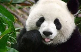 panda-174332000000-423240.jpg