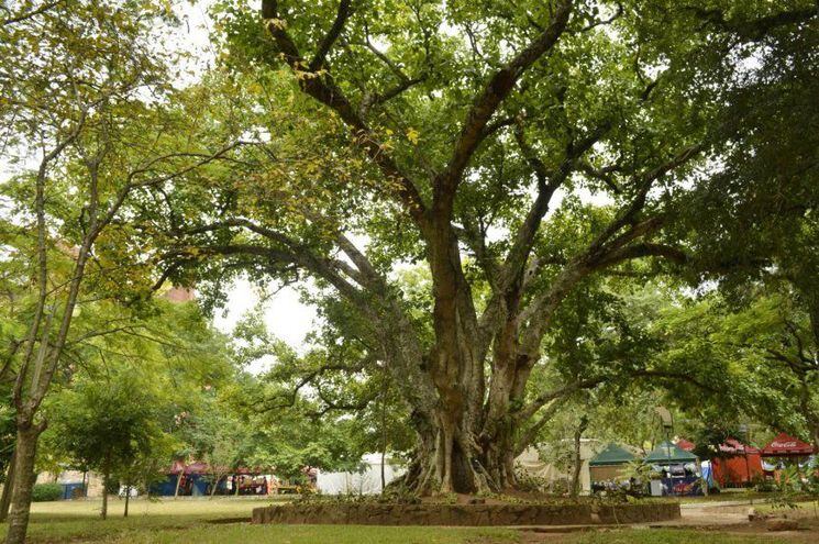 Como Podar Arboles Sin Danarlos Nacionales Abc Color