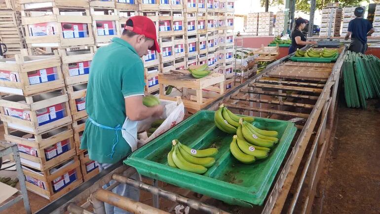 Los bananeros ya no soportan los largos retrasos en los pagos por las cargas de banana exportadas a la Argentina.