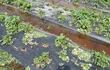 Temporal destruyó plantación de frutilla en Areguá y productores solicitan ayuda.