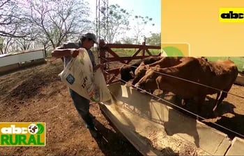 ABC Rural: Si falta ensilado de maíz, que forraje dar a las vacas lecheras