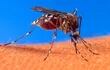 el-mosquito-aedes-aegypti-es-el-portador-del-virus-que-provoca-el-zika-asi-como-el-dengue-y-la-chikunguna--195920000000-1531316.jpg