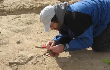Fotografía cedida por al Fundación Azara de un paleontólogo reúne los restos fósiles de un ejemplar de 'Desmodus draculae', un "vampiro gigante" extinto, en el arroyo de la Ballenera, Buenos Aires (Argentina). En una cueva de la costa atlántica argentina, un grupo de investigadores encontraron los restos fósiles de un vampiro gigante, el extinto 'desmodus draculae', de más de 100.000 años de antigüedad, un hallazgo que alimenta la hipótesis de que las condiciones climáticas de la zona eran diferentes a las actuales.